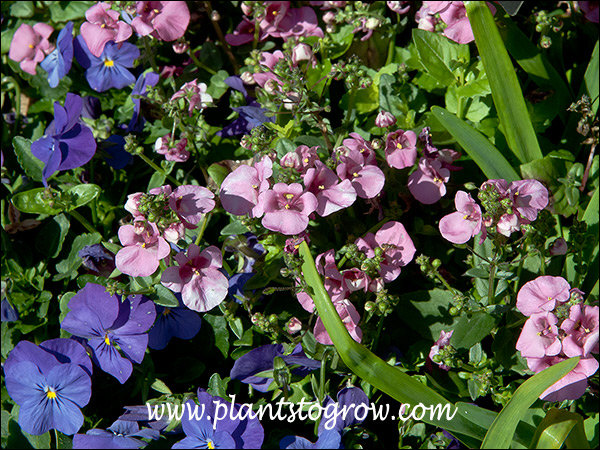 Diascia Diamonte Lavender Pink growing in a pot with a dark blue Pansy. THis image was taken in mid May.